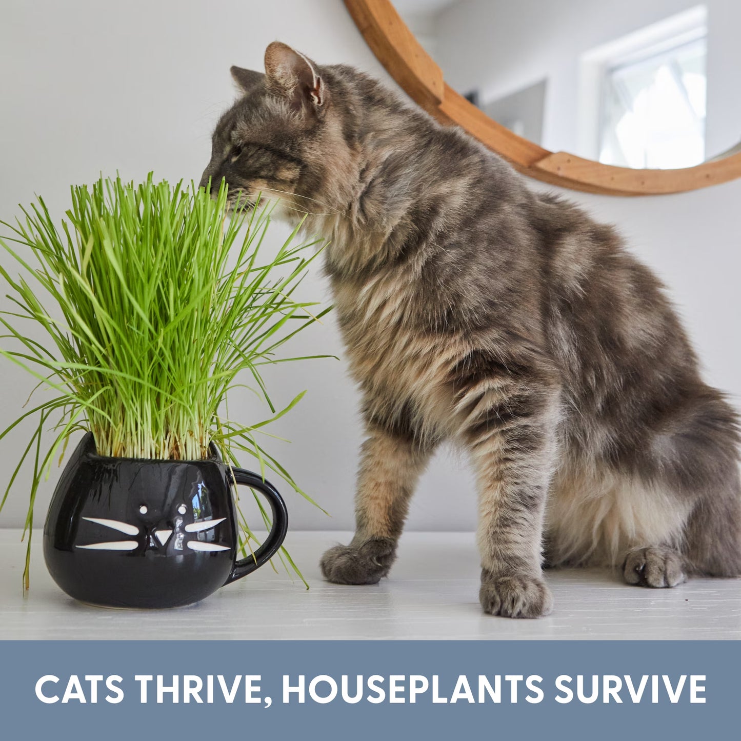 Organic Cat Grass Kit with Black Cat Ceramic Planter, Easy Indoor Planting Gift Set